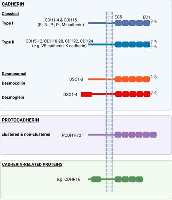 Desmoglein-2 as a cancer modulator: friend or foe?